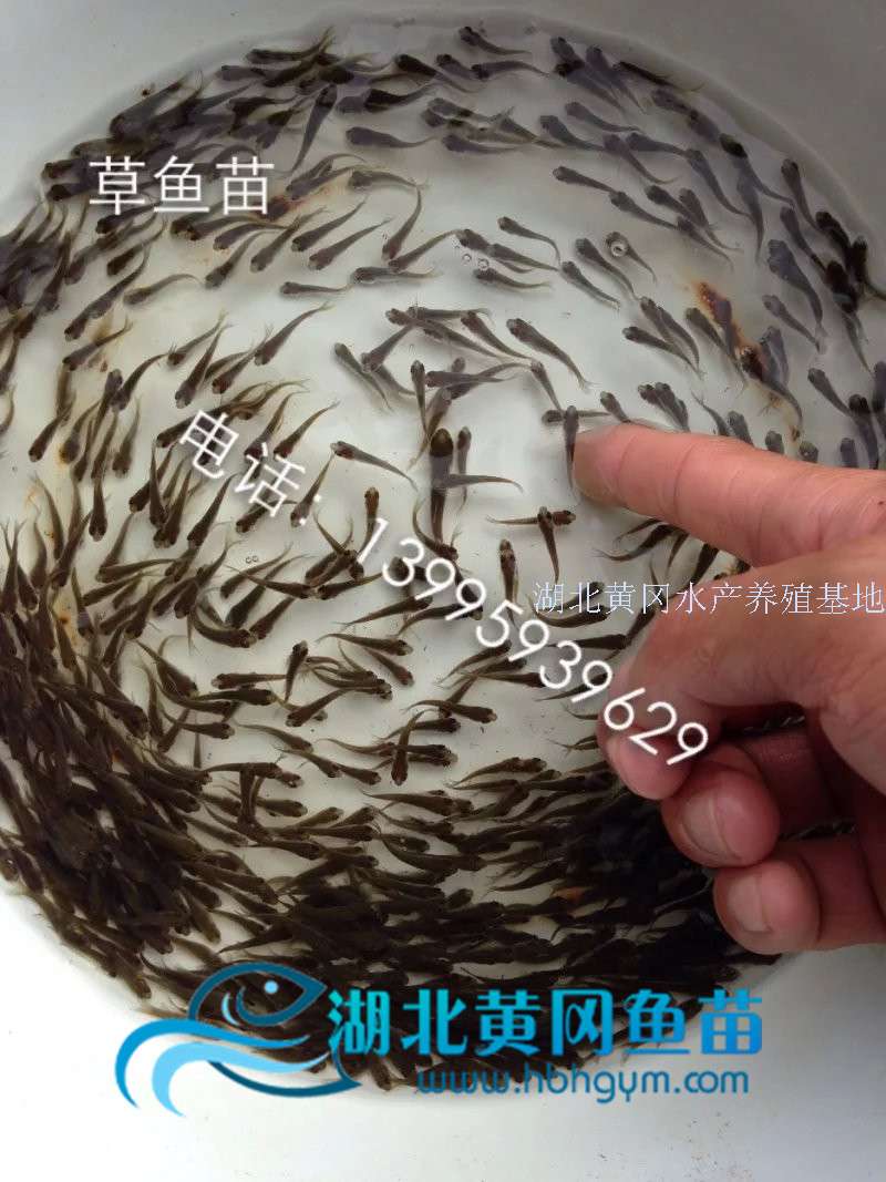 草鱼苗与草鱼鱼种如何分辨质量